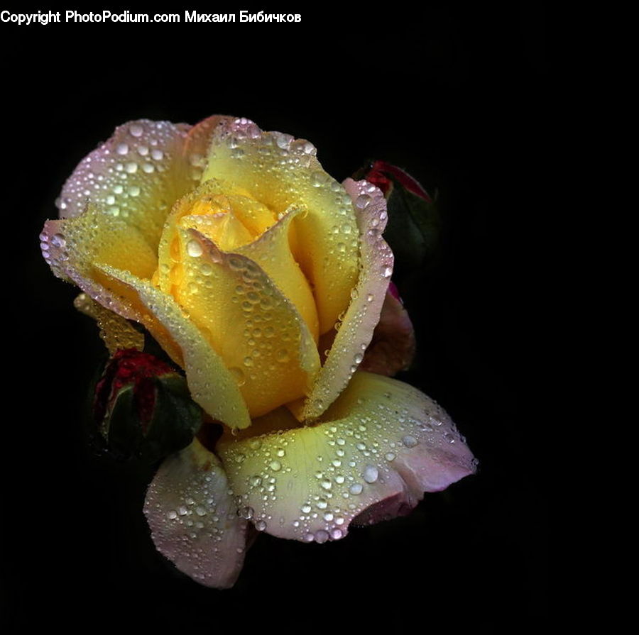Bud, Plant, Blossom, Flora, Flower, Rose