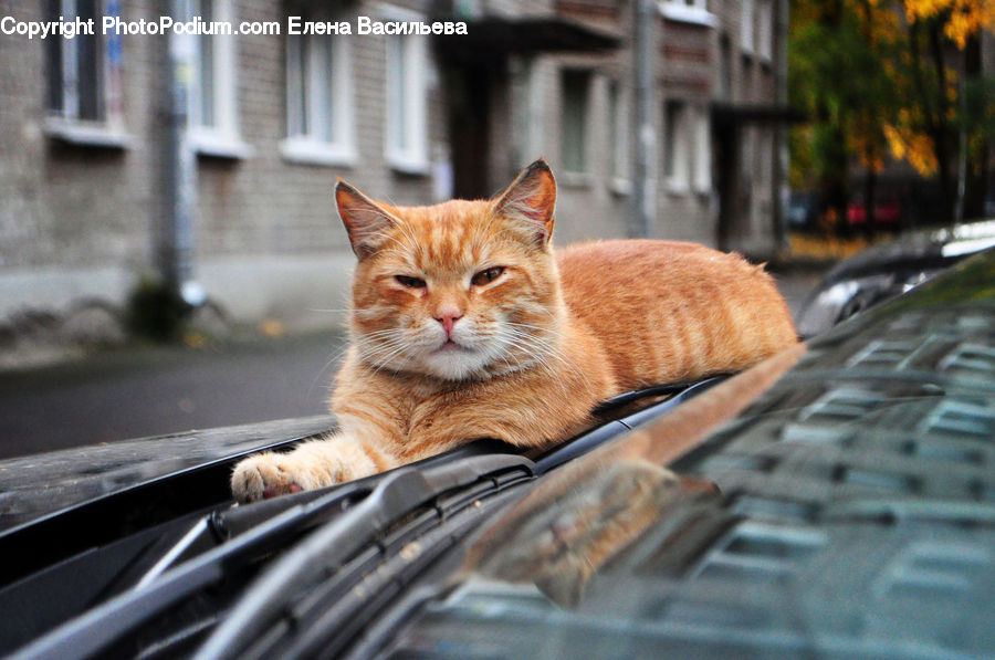Automobile, Car, Vehicle, Animal, Cat, Kitten, Mammal
