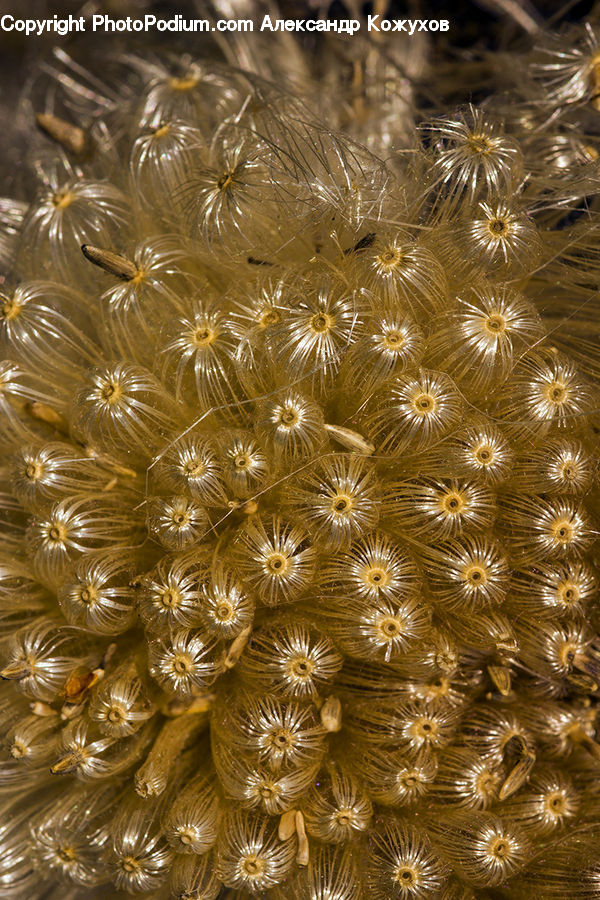Alcyonacea, Brain Coral, Coral Reef, Invertebrate, Reef, Sea Life, Blossom