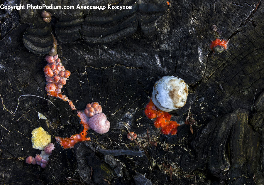 Agaric, Amanita, Fungus, Mushroom, Plant, Bbq, Food