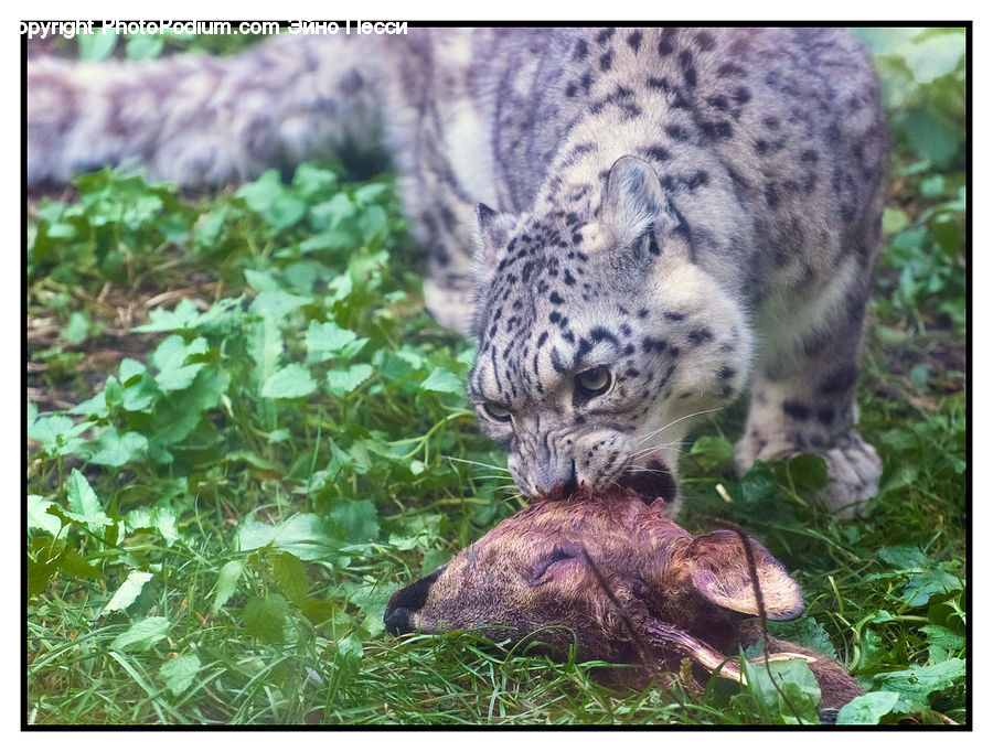 Animal, Leopard, Snow Leopard, Wildlife, Jaguar