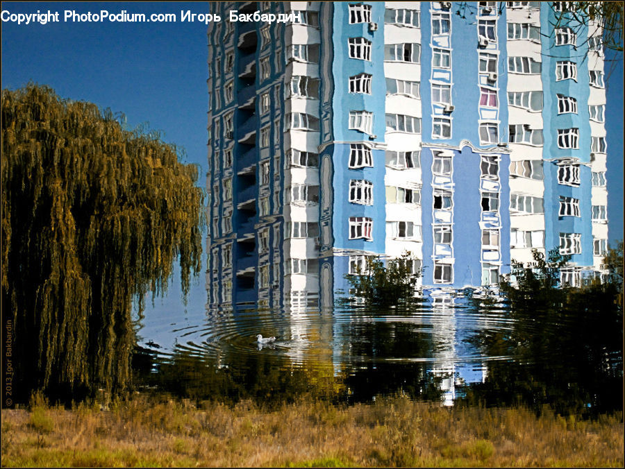 Building, Housing, Conifer, Fir, Plant, Tree, Apartment Building