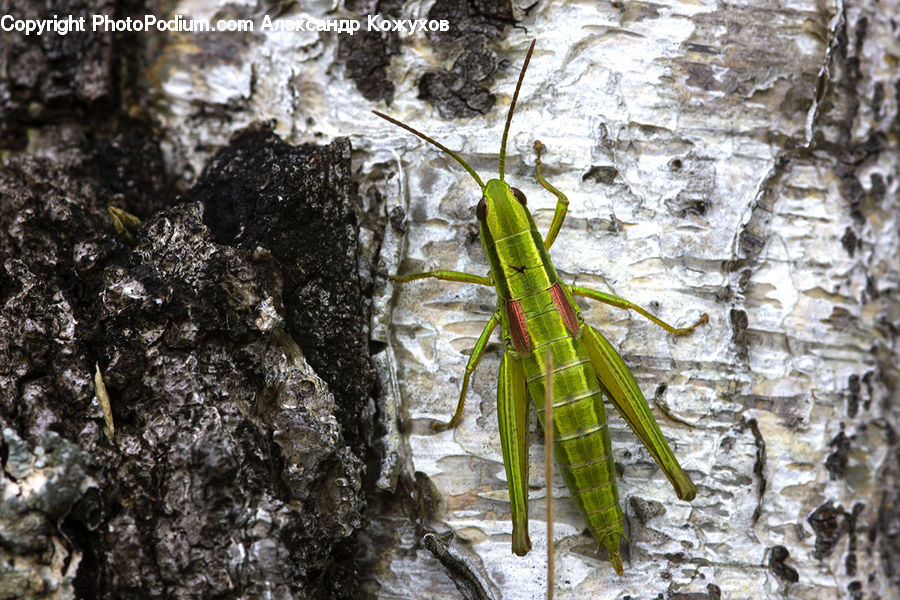 Cricket Insect, Grasshopper, Insect, Invertebrate