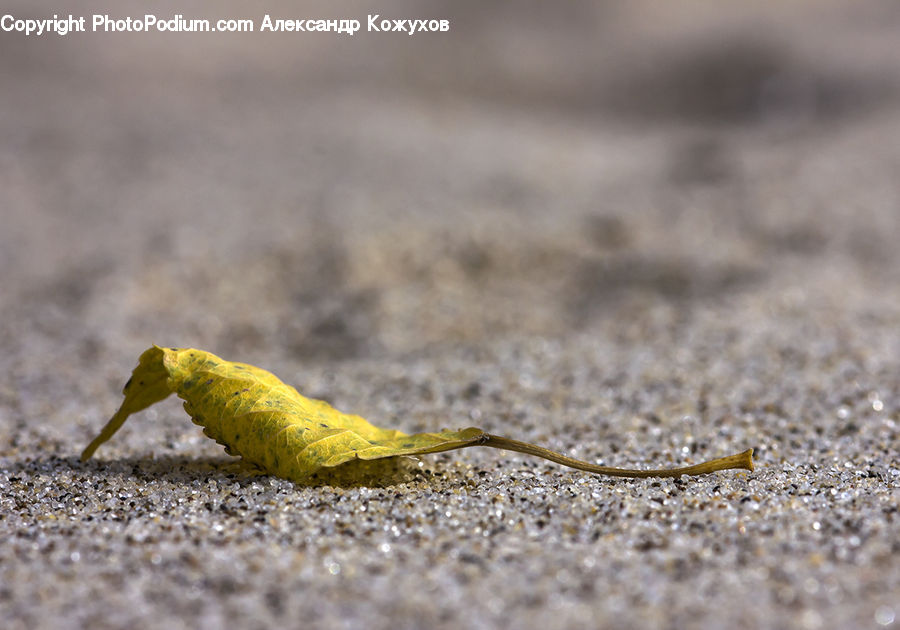 Crawling, Iguana, Lizard, Reptile, Cricket Insect, Grasshopper, Insect