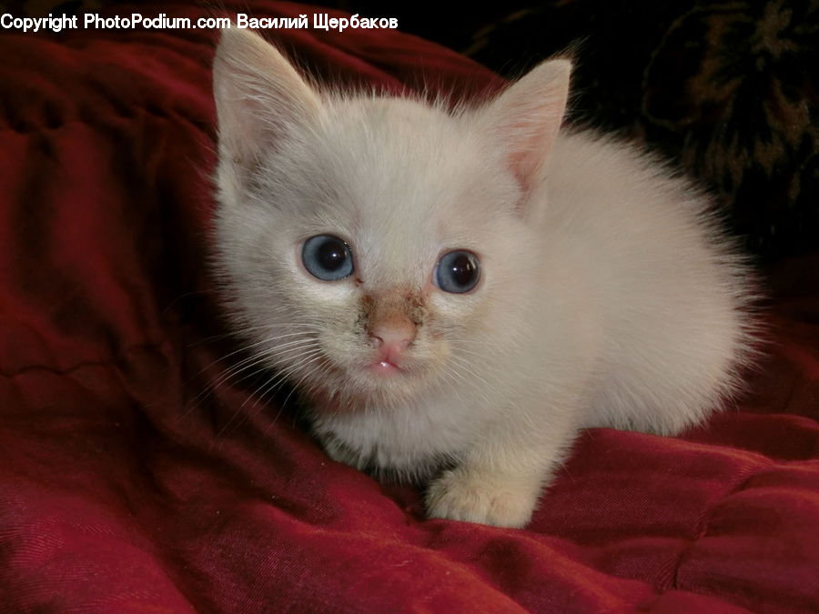 Animal, Cat, Kitten, Mammal, Pet, Siamese, Manx