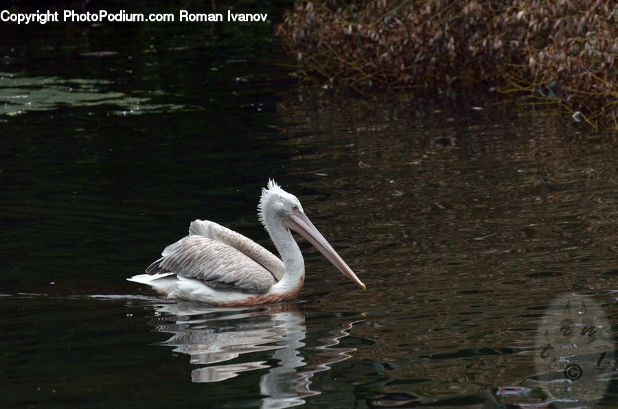 Bird, Pelican, Beak, Stork, Crane Bird, Heron