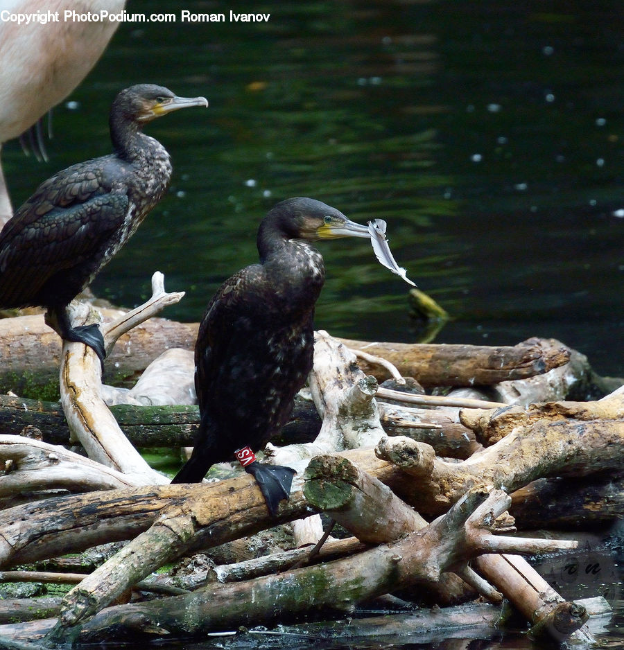 Bird, Cormorant, Waterfowl, Driftwood, Wood, Rock