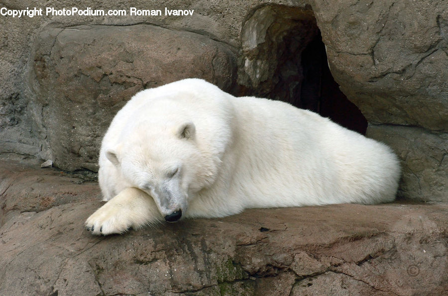 Animal, Bear, Mammal