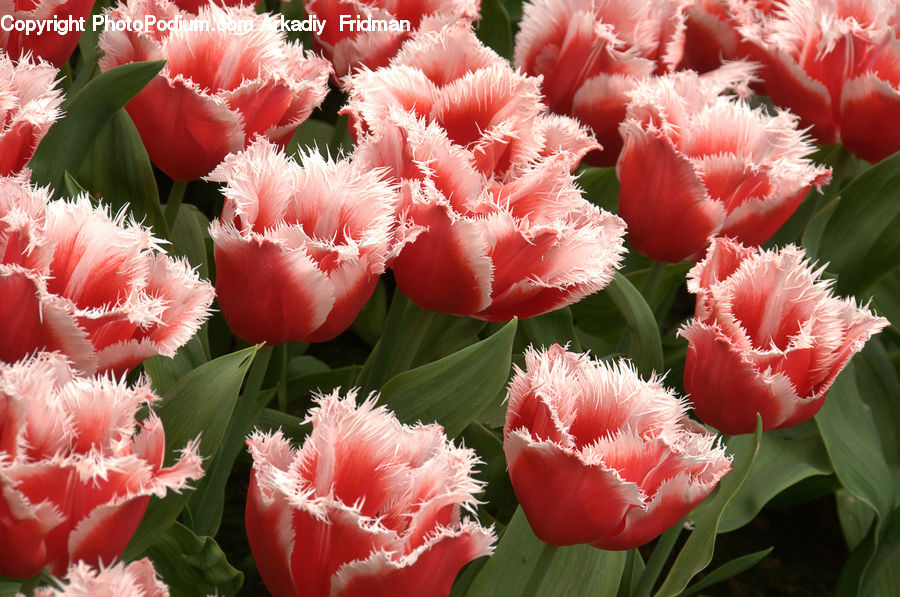 Blossom, Carnation, Flower, Plant, Flora, Tulip, Peony