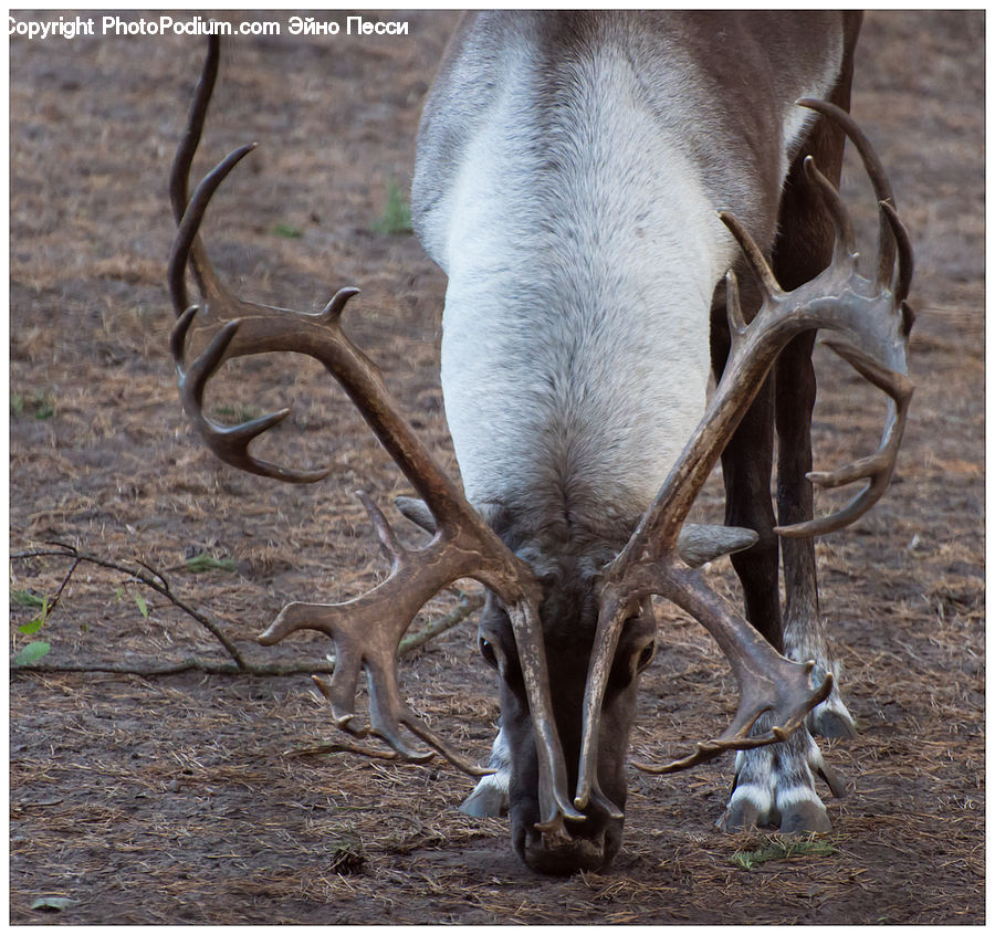 Antler, Animal, Deer, Elk, Mammal, Wildlife