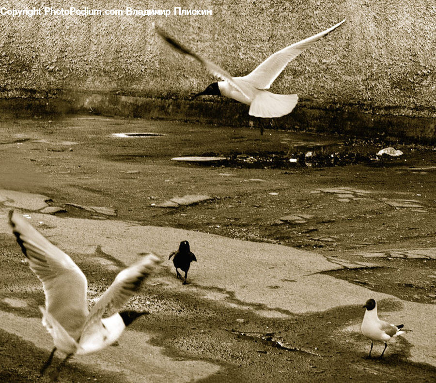Bird, Seagull, Outdoors, Sand, Soil, Blackbird, Crow