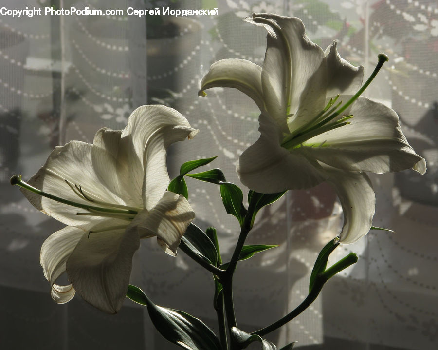 Amaryllis, Flower, Plant, Flora, Gladiolus, Floral Design, Flower Arrangement