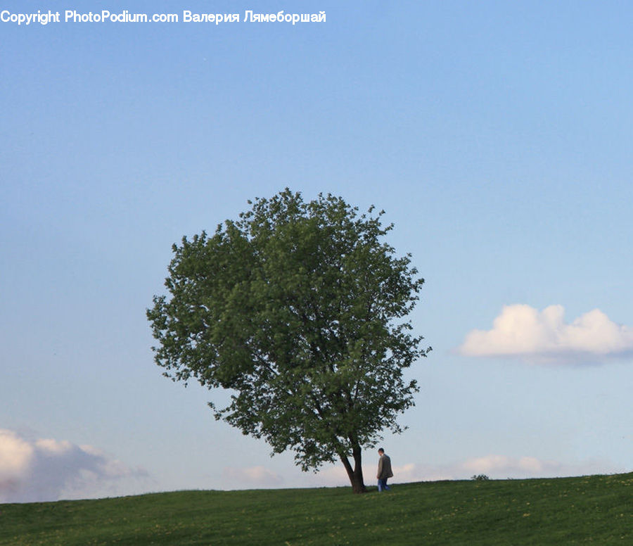 Field, Grass, Grassland, Land, Outdoors, Oak, Tree