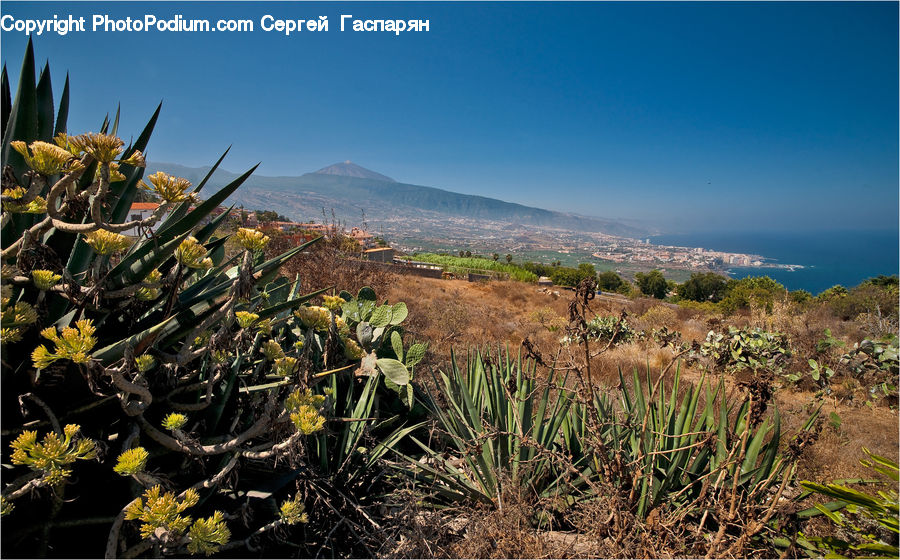 Aloe, Plant, Vegetation, Cactus, Conifer, Fir, Tree