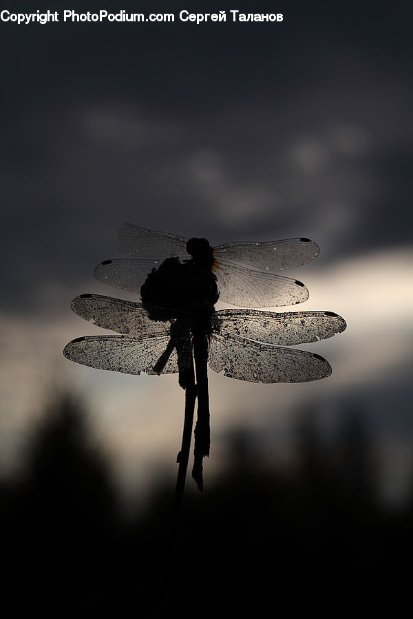 Anisoptera, Dragonfly, Insect, Invertebrate, People, Person, Human