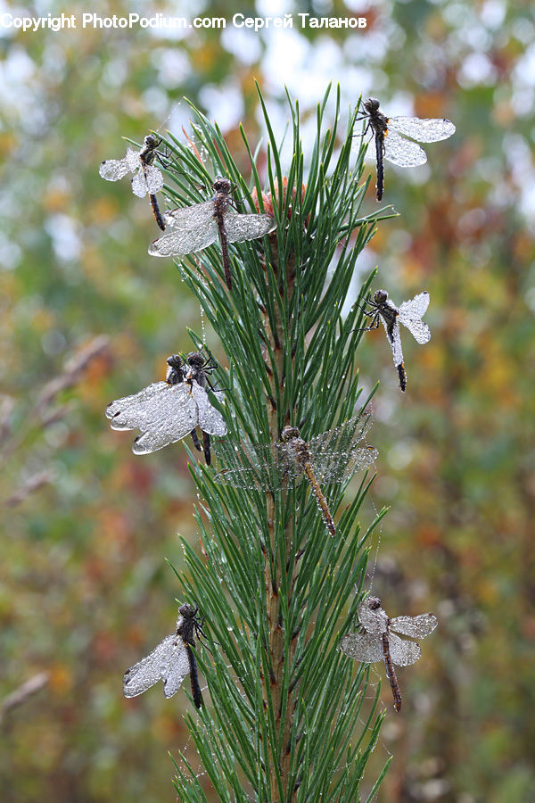 Anisoptera, Dragonfly, Insect, Invertebrate, Conifer, Fir, Plant