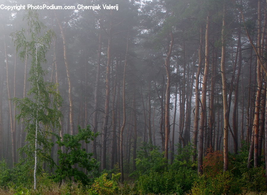 Forest, Vegetation, Fog, Ivy, Plant, Vine, Mist