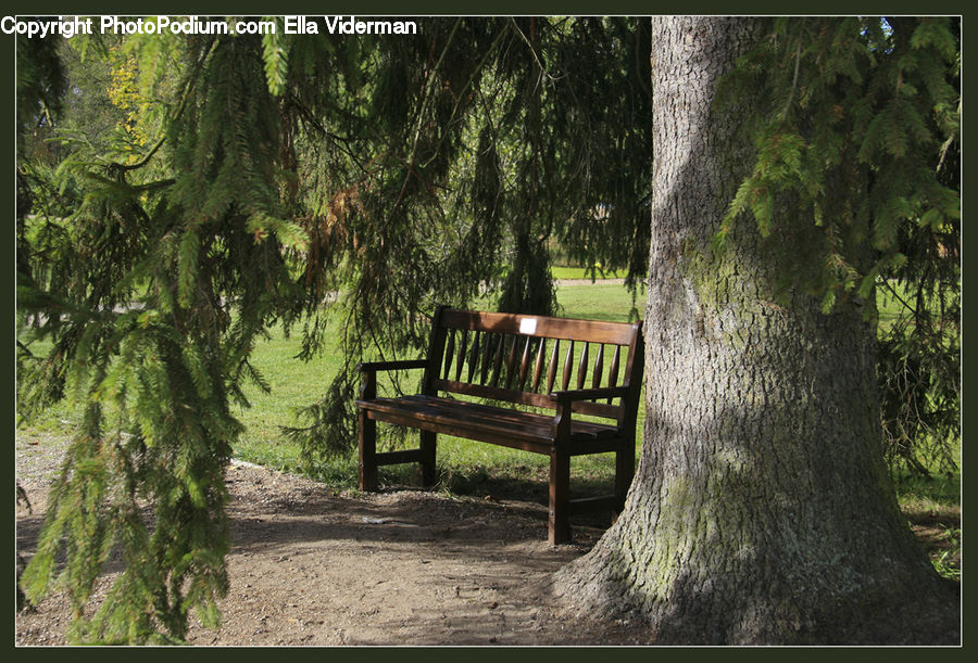 Bench, Forest, Grove, Land, Vegetation, Fence, Hedge
