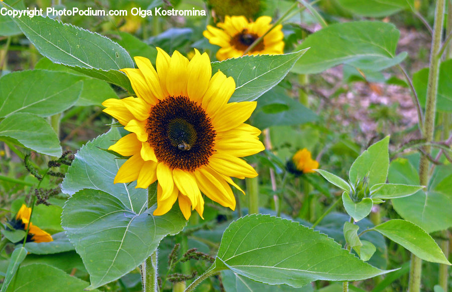 Blossom, Flora, Flower, Plant, Sunflower, Daffodil, Daisies