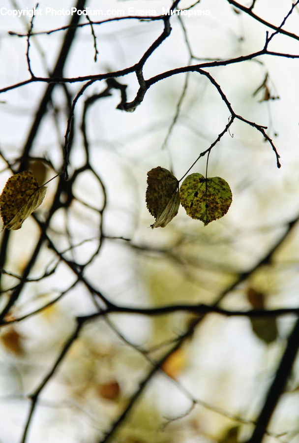 Butterfly, Insect, Invertebrate, Moth, Acanthaceae, Annonaceae, Fruit