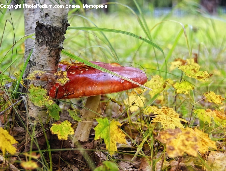 Agaric, Amanita, Fungus, Mushroom, Plant, Apiaceae, Blossom