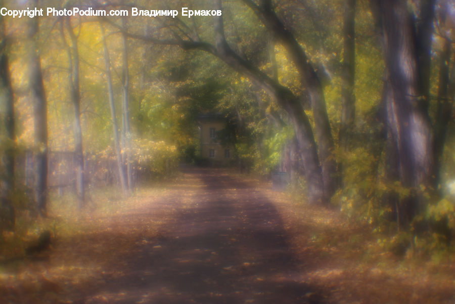 Dirt Road, Gravel, Road, Algae, Forest, Vegetation