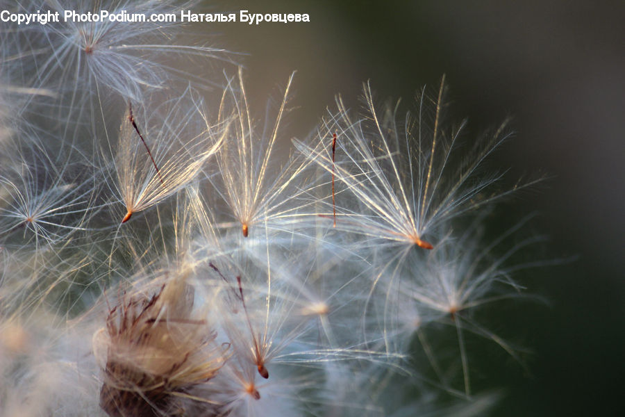 Grain, Seed, Dandelion, Flower, Plant, Fireworks, Night