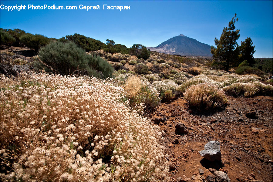 Outdoors, Wilderness, Plateau, Bush, Plant, Vegetation, Soil
