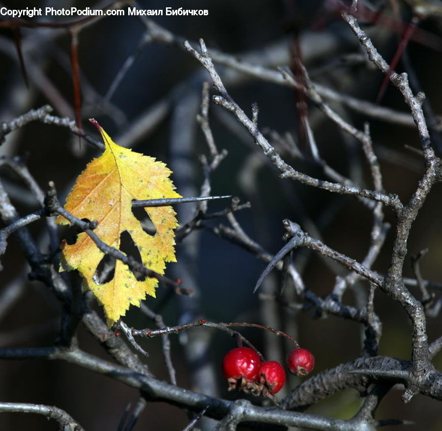 Ice, Outdoors, Snow, Frost, Plant, Vine, Cherry