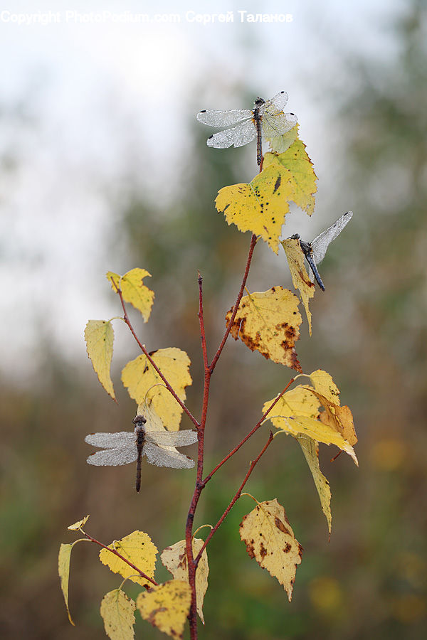 Maple, Maple Leaf, Plant, Vine, Blossom, Flora, Flower