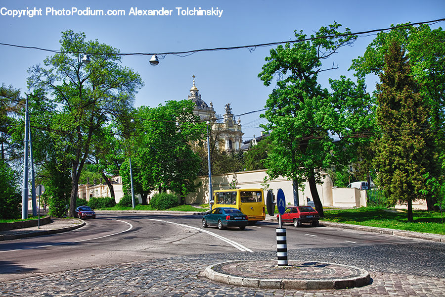 Plant, Potted Plant, Asphalt, Tarmac, Intersection, Road, Car