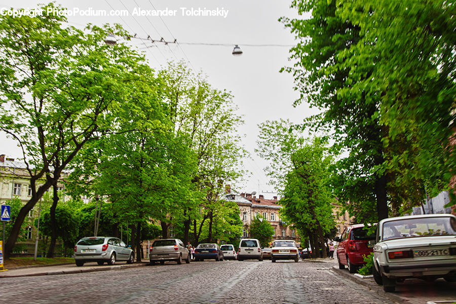 Plant, Tree, Automobile, Car, Vehicle, Asphalt, Tarmac