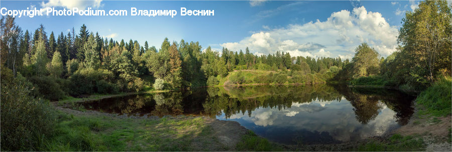 Conifer, Fir, Plant, Tree, Forest, Vegetation, Nature