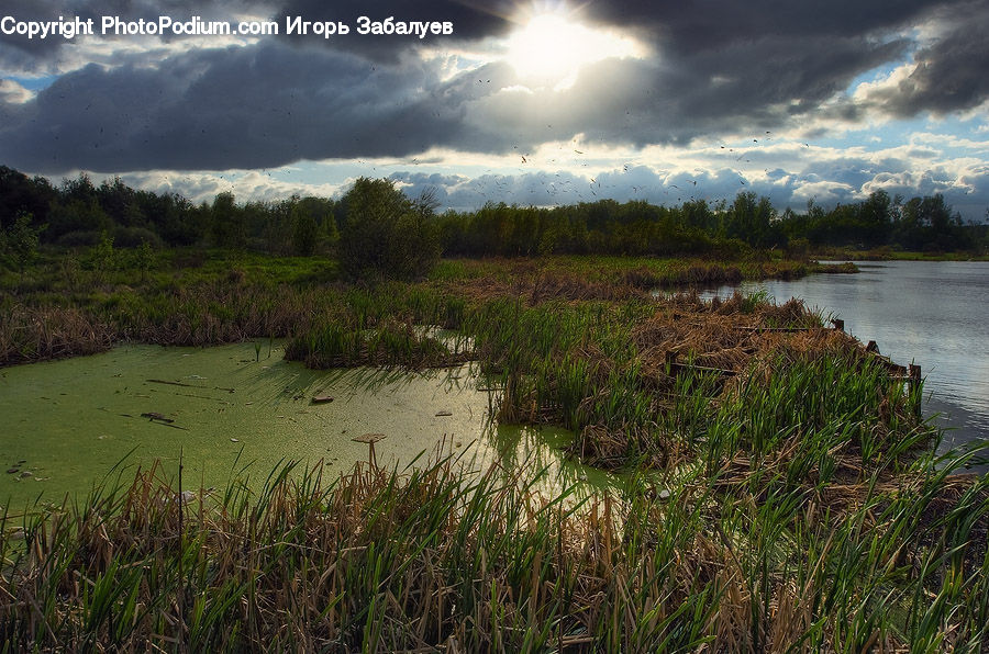 Grass, Plant, Reed, Land, Marsh, Outdoors, Swamp