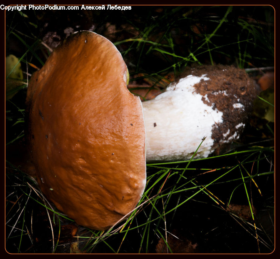 Agaric, Amanita, Fungus, Mushroom, Plant, Bread, Bun