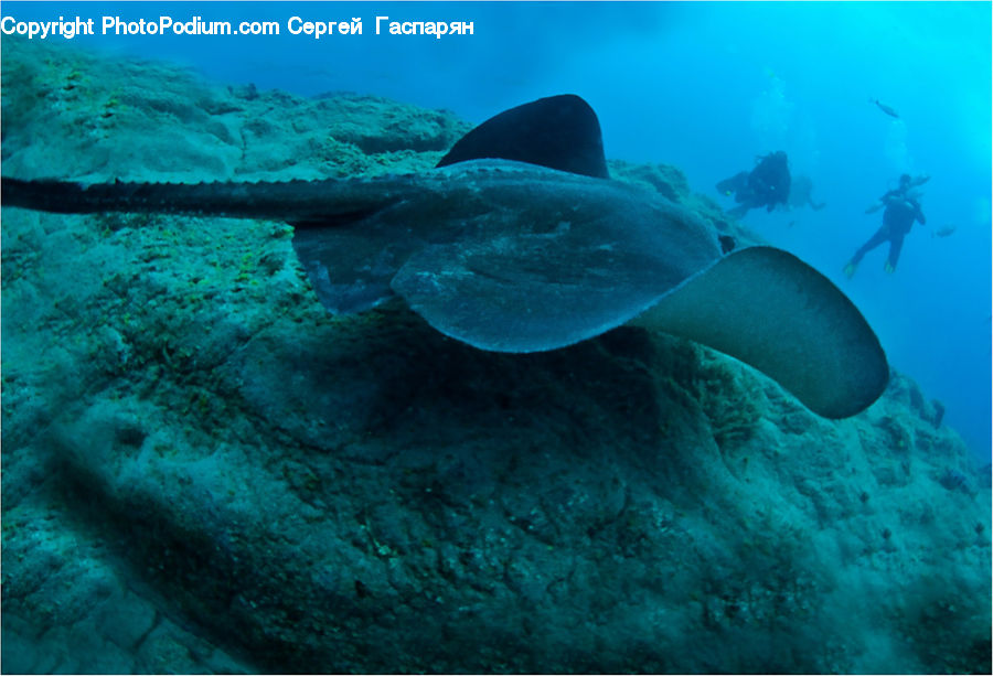 Coral Reef, Outdoors, Reef, Sea, Sea Life, Water