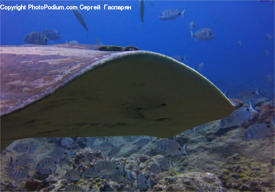 Coral Reef, Outdoors, Reef, Sea, Sea Life, Water, Fish