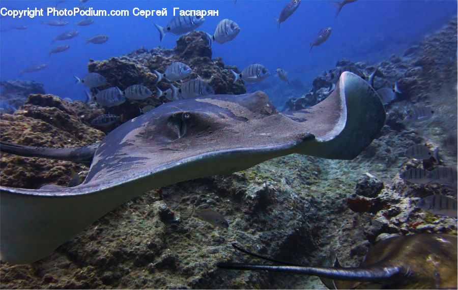 Aquarium, Aquatic, Sea Life, Water, Coral Reef, Outdoors, Reef