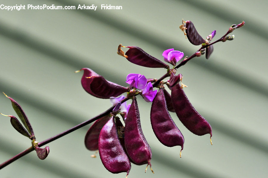 Bud, Plant, Blossom, Flora, Flower, Geranium, Petal