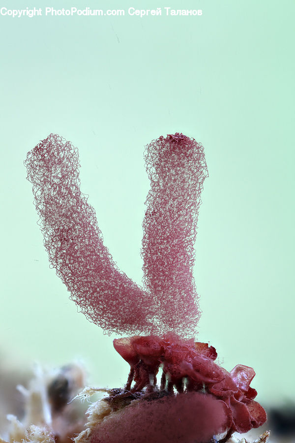 Blossom, Flora, Flower, Plant, Cherry Blossom, Conifer, Fir