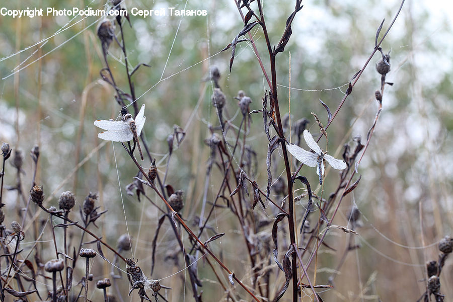Field, Grass, Grassland, Plant, Bird, Sparrow, Insect