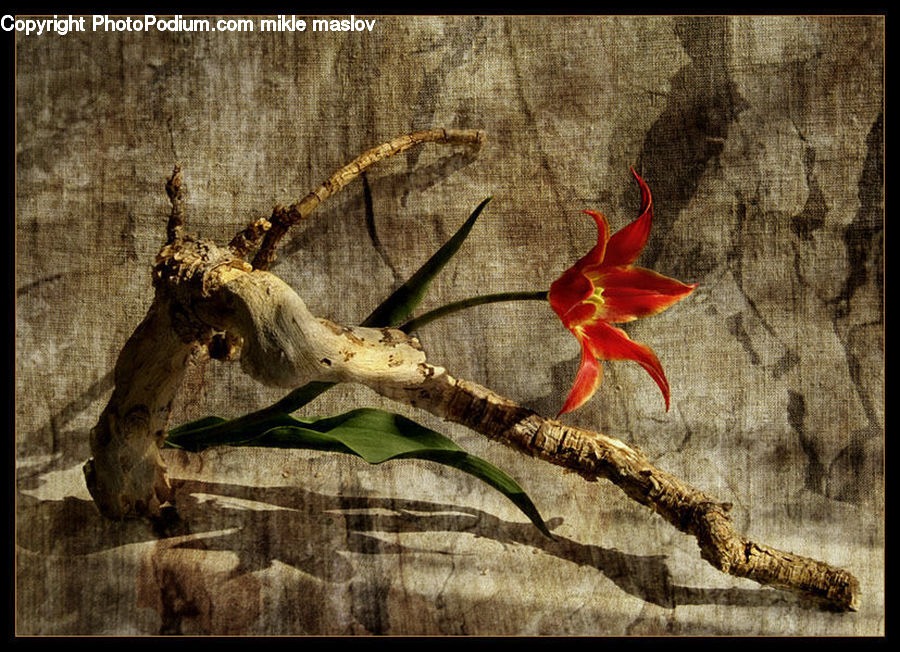 Amaryllis, Flower, Plant, Oak, Tree, Wood, Flower Arrangement