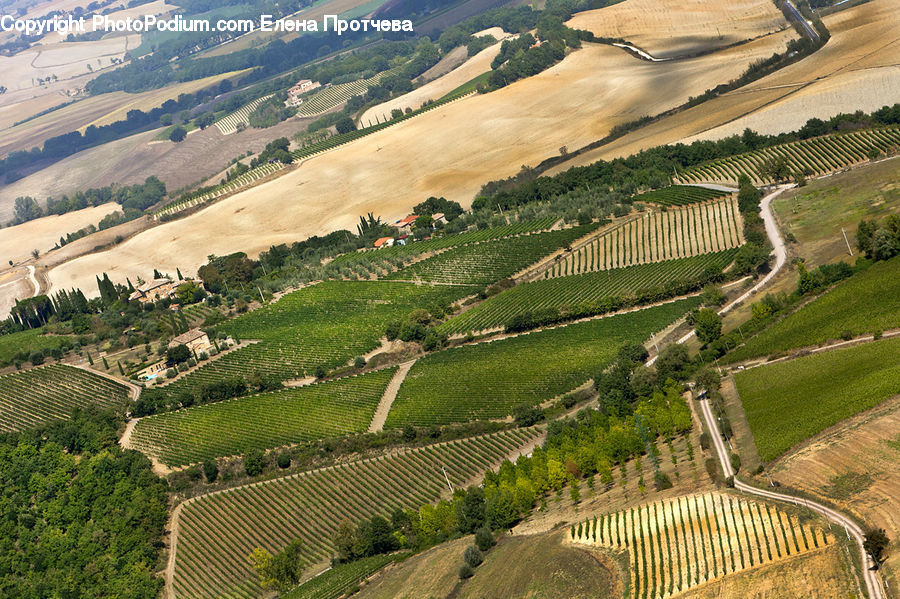 Aerial View, Field, Grass, Grassland, Land, Outdoors, Agriculture