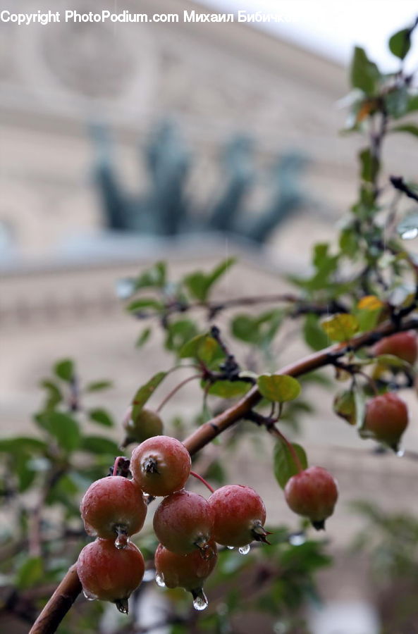 Apple, Fruit, Plant, Potted Plant, Grapes, Fig, Plum