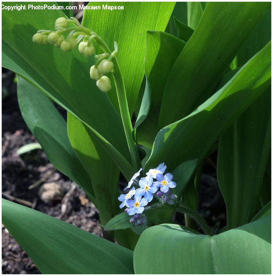 Plant, Flower, Flower Arrangement, Flower Bouquet, Blossom, Flora, Field