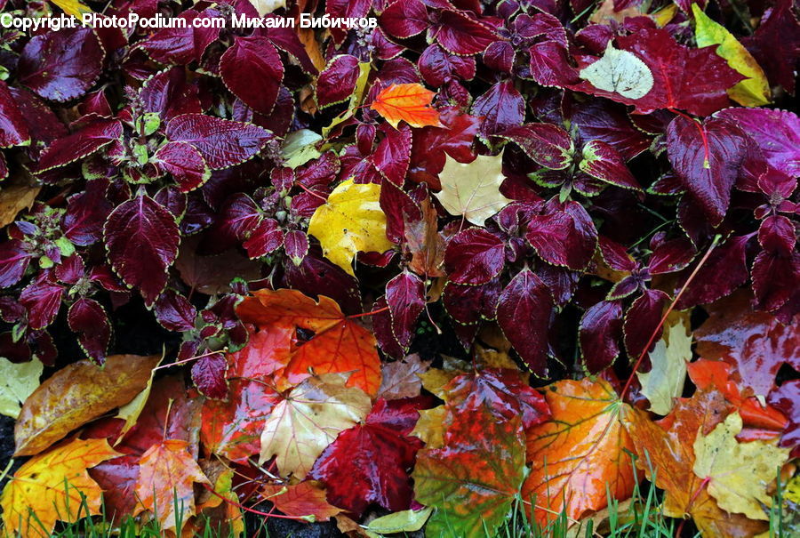 Plant, Potted Plant, Ivy, Vine, Maple, Maple Leaf, Tree
