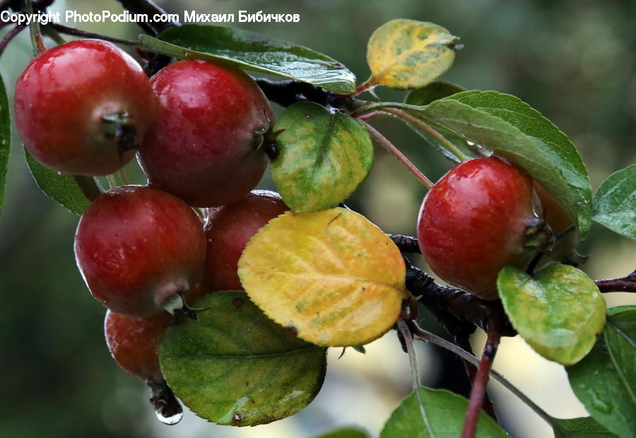 Apple, Fruit, Cherry, Hip Fruit, Plum, Quince, Plant