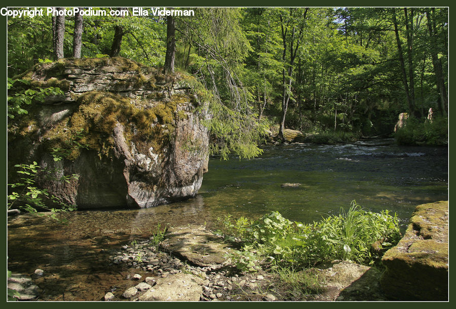 Creek, Outdoors, River, Water, Rock, Plant, Vegetation