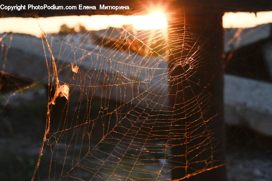 Arachnid, Garden Spider, Insect, Invertebrate, Spider, Flare, Light