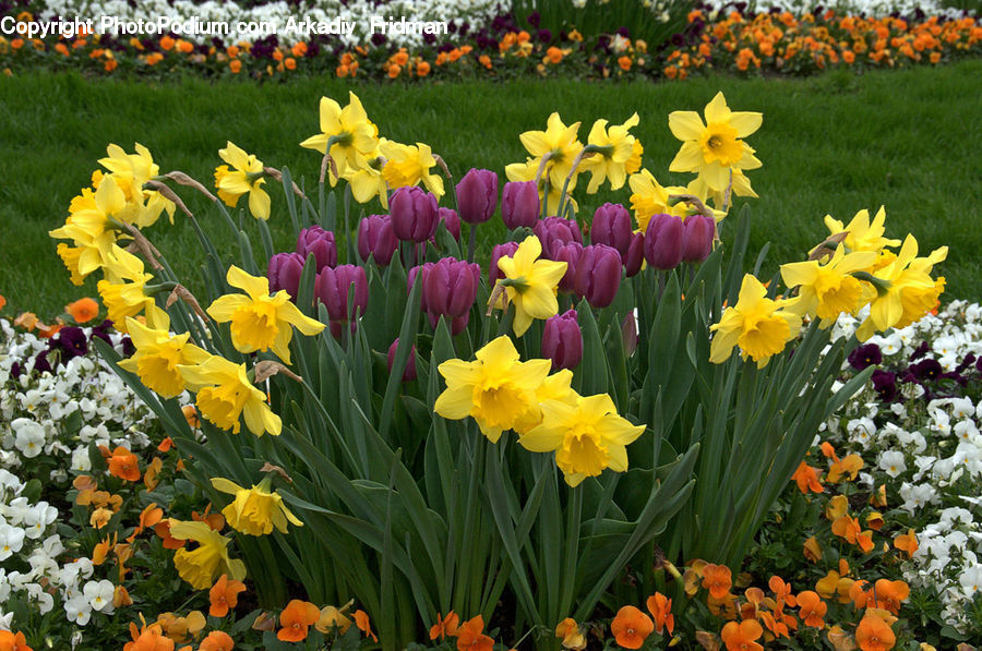 Blossom, Daffodil, Flora, Flower, Plant, Tulip, Potted Plant